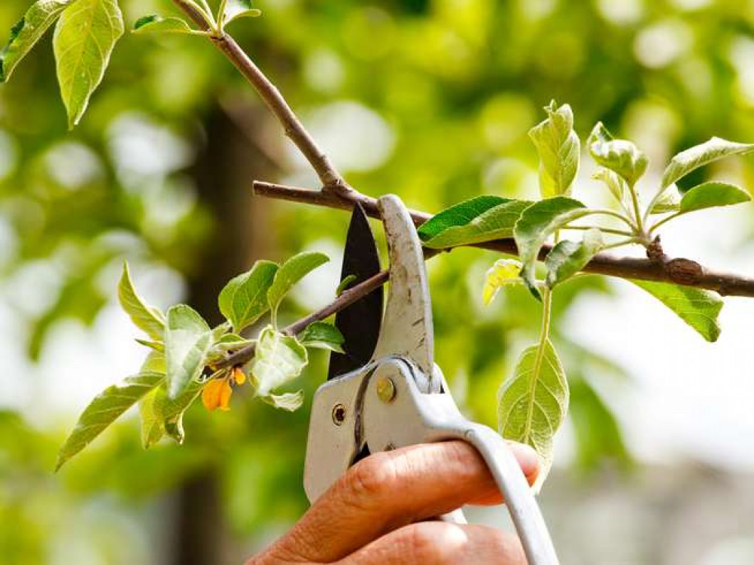 Tree Trimming &amp; Pruning Columbus, GA Residential Tree