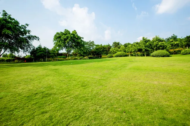 Lush green grass in a park setting, trees and blue sky with clouds.