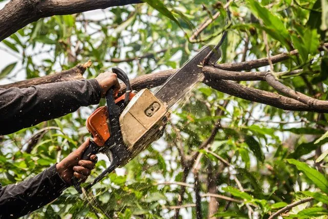 Person using a chainsaw to cut a tree branch.